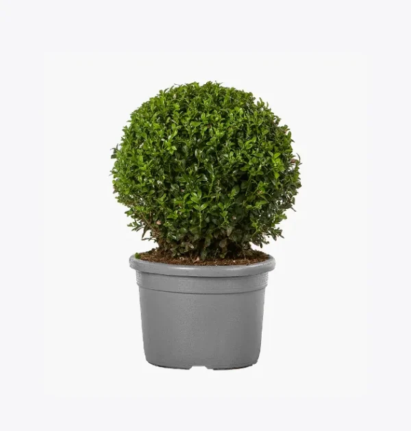 product-image-4_optimized X1B Smart Ring